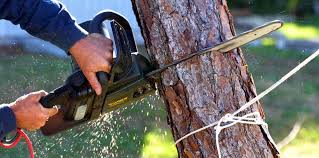 Best Commercial Tree Services  in Glen Raven, NC