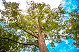 Best Fruit Tree Pruning  in Glen Raven, NC
