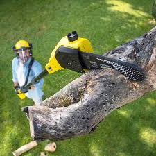 Best Fruit Tree Pruning  in Glen Raven, NC