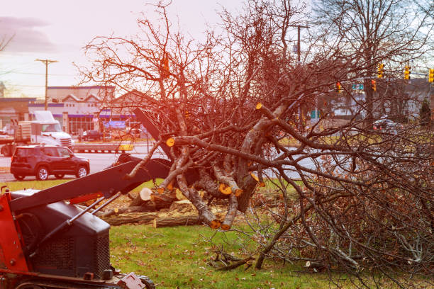 Best Tree Maintenance Programs  in Glen Raven, NC