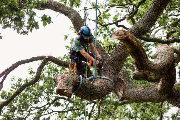 Best Tree and Shrub Care  in Glen Raven, NC