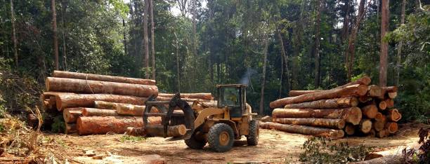 Best Tree Preservation Services  in Glen Raven, NC
