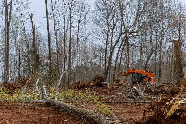 Professional Tree Care in Glen Raven, NC