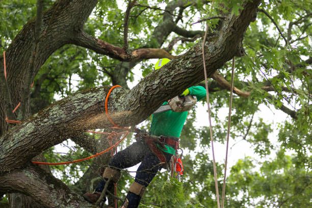 Best Tree Mulching  in Glen Raven, NC