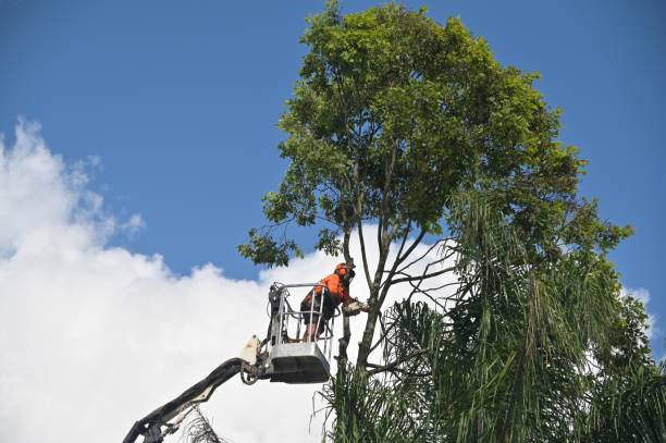 Best Root Management and Removal  in Glen Raven, NC